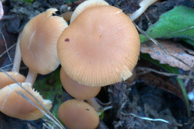 Tubaria hiemalis var. hiemalis